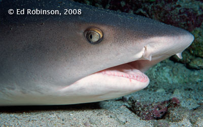 White-tip Shark