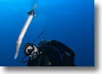Marc and a Trumpetfish