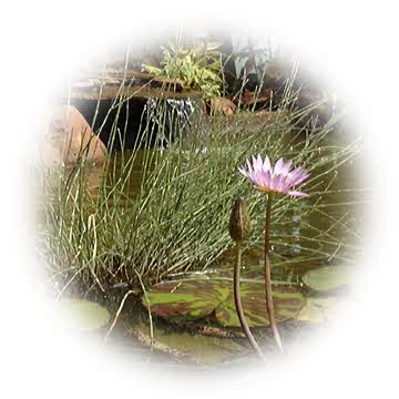 lilly pond
