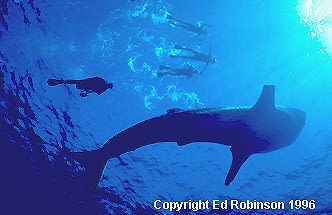 Whale Shark Image